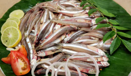 Fresh Anchovy Fish at METRO Wholesale India