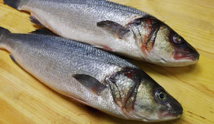 Fresh Basa Fish at METRO Wholesale India
