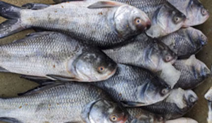 Fresh Catla Fish at METRO Wholesale India