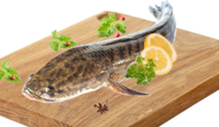 Fresh Murrel Fish at METRO Wholesale India