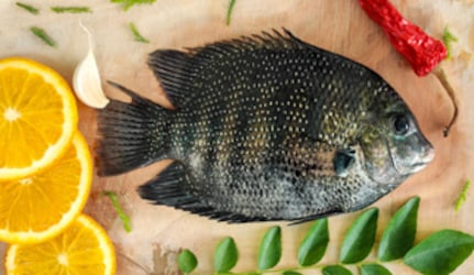 Fresh Pearl Spot Fish at METRO Wholesale India